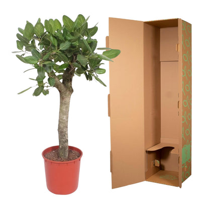 XL kamerplant - Ficus Benghalensis boom - Pot Ø 30cm Hoogte ↕ 150cm