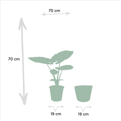 Kamerplant set - Strelitzia Nicolai + Alocasia Macrorrhiza - Met mand - Pot Ø 19cm