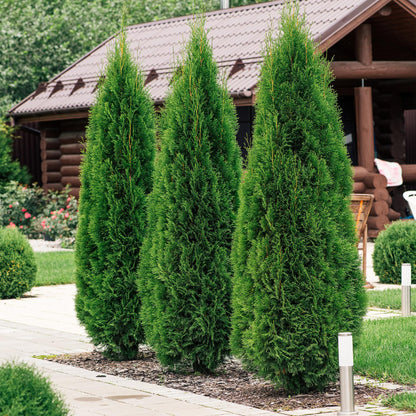 Buitenplant 8x Thuja occidentalis 'Smaragd' - Groenblijvend - Pot Ø 9cm Hoogte ↕ 30-35cm