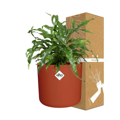 Kamerplant - Microsorum Diversifolium - Pot Ø 14cm