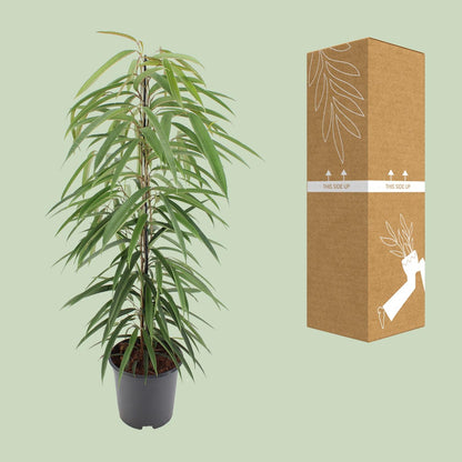 Kamerplant - Ficus Binnendijkii Alii - Pot Ø 21cm Hoogte ↕ 80cm