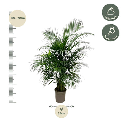 Kamerplant - Dypsis Lutescens (Areca Palm) - Hoogte ↕ 12-230cm