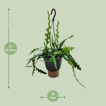 Kamerplant - Epiphyllum Anguliger - Pot Ø 14cm Hoogte ↕ 35cm