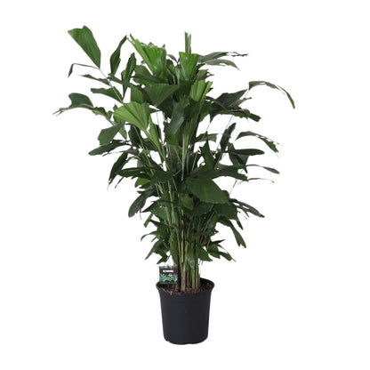 XL kamerplant - Caryota Mitis - Pot Ø 24cm Hoogte ↕ 120cm