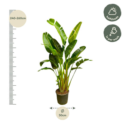 XL kamerplant - Strelitzia Augusta multi stam - Pot Ø 30-40cm Hoogte ↕ 250cm