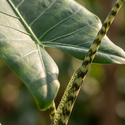 Kamerplant 2x Alocasia Zebrina - Pot Ø 21cm Hoogte ↕ 70-75cm