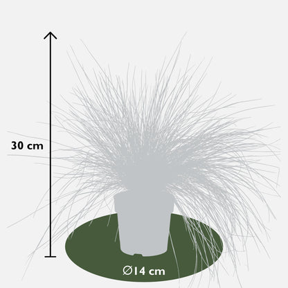 Buitenplant - Festuca glauca Azura Blue - Pot Ø 19cm Hoogte ↕ 40cm