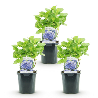 Buitenplant 3x Hydrangea macrophylla Blauw - Bloeiend - Pot Ø 17cm Hoogte ↕ 30cm
