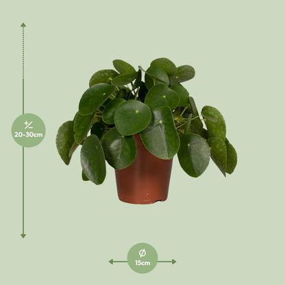 Kamerplant - Pilea Peperomioides (Pannekoekenplant) - Pot Ø 15cm Hoogte ↕ 25cm