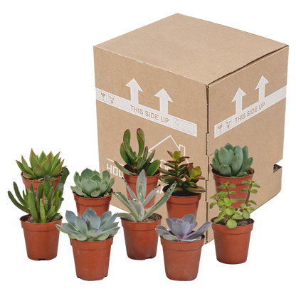 Kamerplant 10x Vetplanten Mix - Pot Ø 5.5cm