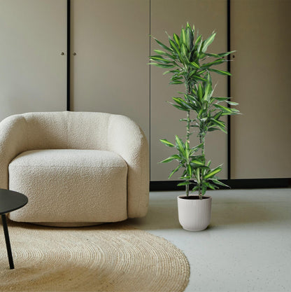 Kamerplant - Dracaena Cintho - Pot Ø 27cm Hoogte ↕ 150cm