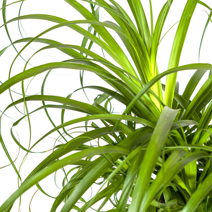 Beaucarnea Recurvata Stam met mand Ø24cm - ↕80 - 100cm