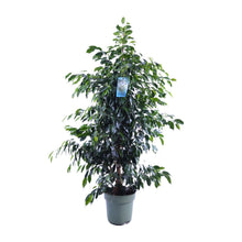 Kamerplant - Ficus Benjamina Midnight Lady - Pot Ø 27cm Hoogte ↕ 140cm