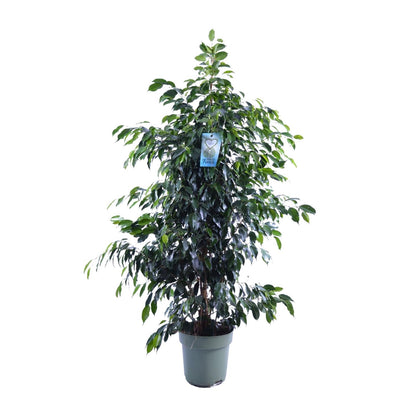 Kamerplant - Ficus Benjamina Midnight Lady - Pot Ø 27cm Hoogte ↕ 140cm