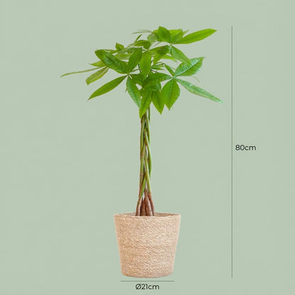 Kamerplant - Pachira Aquatica - Met zeegras mand - Pot Ø 21cm Hoogte ↕ 80cm