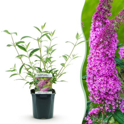 Buitenplant - Buddleja davidii Pink Delight - Vlinderstruik - Bloeiend - Pot Ø 17cm Hoogte ↕ 45cm