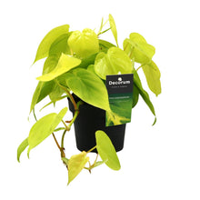 Kamerplant - Philodendron Lime - Hangplant - Pot Ø 12cm Hoogte ↕ 20cm