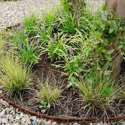 Buitenplant 3x Carex brunnea Variegata - Pot Ø 14cm Hoogte ↕ 25cm