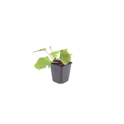 Buitenplant 24x Brunnera macrophylla - Pot Ø 9cm Hoogte ↕ 10-25cm