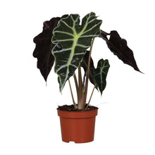 Kamerplant - Alocasia Amazonica Polly - Pot Ø 12cm Hoogte ↕ 30cm