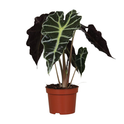 Kamerplant - Alocasia Amazonica Polly - Pot Ø 12cm Hoogte ↕ 30cm