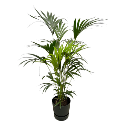 XL kamerplant - Kentia Palm - Pot Ø 30cm Hoogte ↕ 160cm