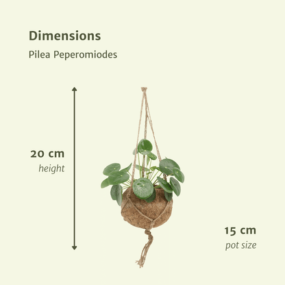 Kamerplant 2x Kokodama Pilea Peperomioides - Pannekoekenplant - Pot Ø 15cm Hoogte ↕ 20cm