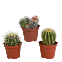 Kamerplant 3x Bolcactus mix - Zonder pot