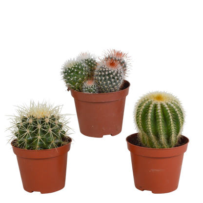 Kamerplant 3x Bolcactus mix - Zonder pot
