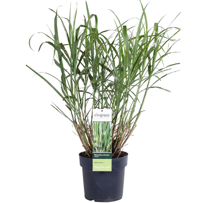 Buitenplant - Miscanthus sinensis Strictus - Pot Ø 19cm Hoogte ↕ 50cm