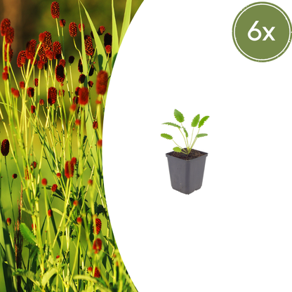 6x Sanguisorba o. 'Tanna' - ↕10-25cm - Ø9cm