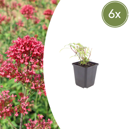 Buitenplant 6x Centranthus ruber 'Coccineus' - Bloeiend - Pot Ø 9cm Hoogte ↕ 10-25cm
