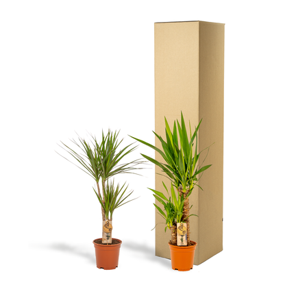 Kamerplanten - Dracaena ↕ 70cm + Yucca ↕ 90cm - Pot Ø 17cm