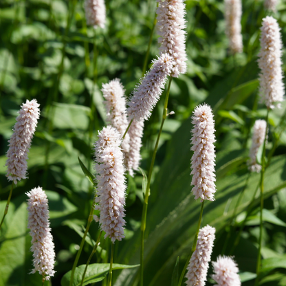 24x Persicaria bistorta 'Superba' - ↕10-25cm - Ø9cm
