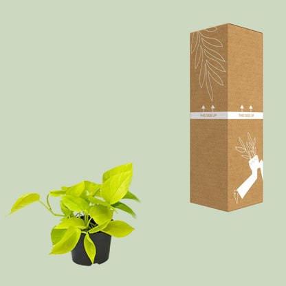 Kamerplant - Epipremnum Golden Pothos - Pot Ø 12cm Hoogte ↕ 15cm
