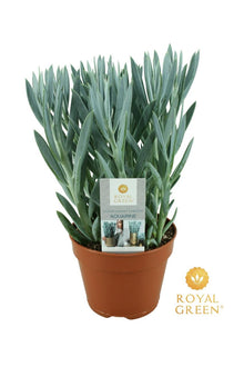 Kamerplant - Curio Mount Everest - Pot Ø 15cm Hoogte ↕ 25cm