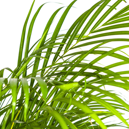 Kamerplant - Dypsis Areca Lutescens - Pot Ø 24cm Hoogte ↕ 120-140cm