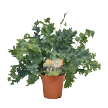 Kamerplant - Phlebodium Davana - Pot Ø 12cm Hoogte ↕ 35cm