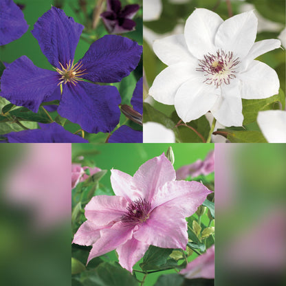 Buitenplant 3x Clematis Tricolour - Bloeiend - Pot Ø 11cm Hoogte ↕ 40cm