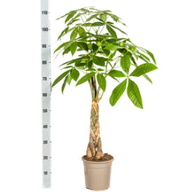Kamerplant - Pachira Aquatica - Pot Ø 21cm Hoogte ↕ 90-110cm