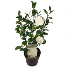 Buitenplant - Camellia japonica 'Nuccio's Gem' - Bloeiend - Pot Ø 19cm Hoogte ↕ 65cm