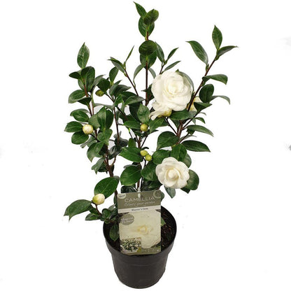 Buitenplant - Camellia japonica 'Nuccio's Gem' - Bloeiend - Pot Ø 19cm Hoogte ↕ 65cm