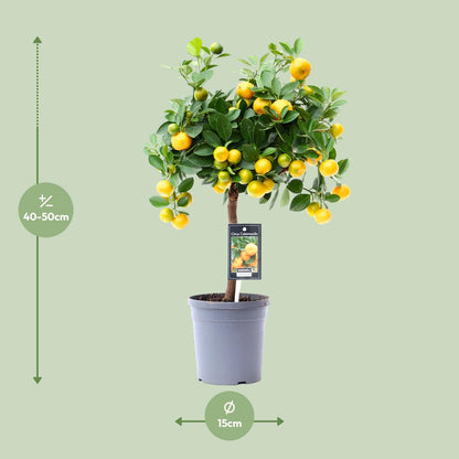 Kamerplant - Citrus Calamondin - Pot Ø 15cm Hoogte ↕ 45cm