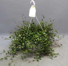 Kamerplant - Muehlenbeckia 'Wolkje der Liefde' - Pot Ø 22cm Hoogte ↕ 35cm