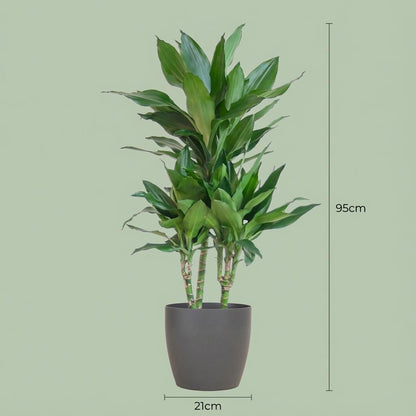 Kamerplant - Dracaena Janet Lindt - met sierpot grijs - Pot Ø 21cm Hoogte ↕ 95cm