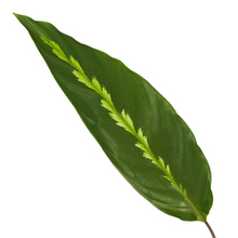 Kamerplant - Calathea Maui Queen - Pot Ø 12cm Hoogte ↕ 35cm