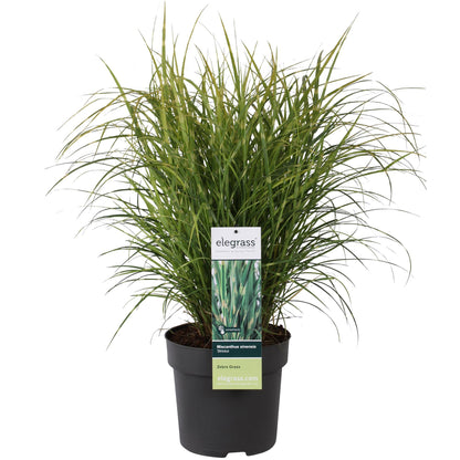 Buitenplant - Miscanthus sinensis Strictus - Pot Ø 23cm Hoogte ↕ 60cm