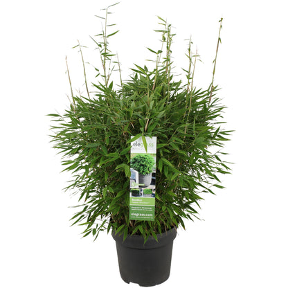 Buitenplant - Fargesia 'Moontears'® - Niet-woekerende bamboe - Pot Ø 29cm Hoogte ↕ 70cm