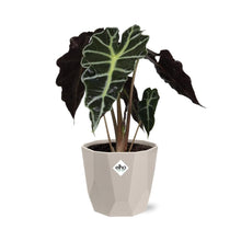 Kamerplant - Alocasia 'Polly' - Inclusief sierpot - Pot Ø 14cm