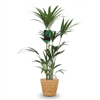 XL kamerplant - Howea Forsteriana - Kentia Palm - Pot Ø 21cm Hoogte ↕ 120-130cm